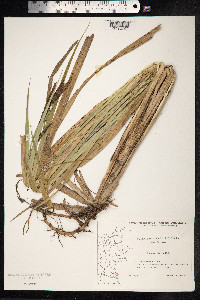 Carex acutiformis image