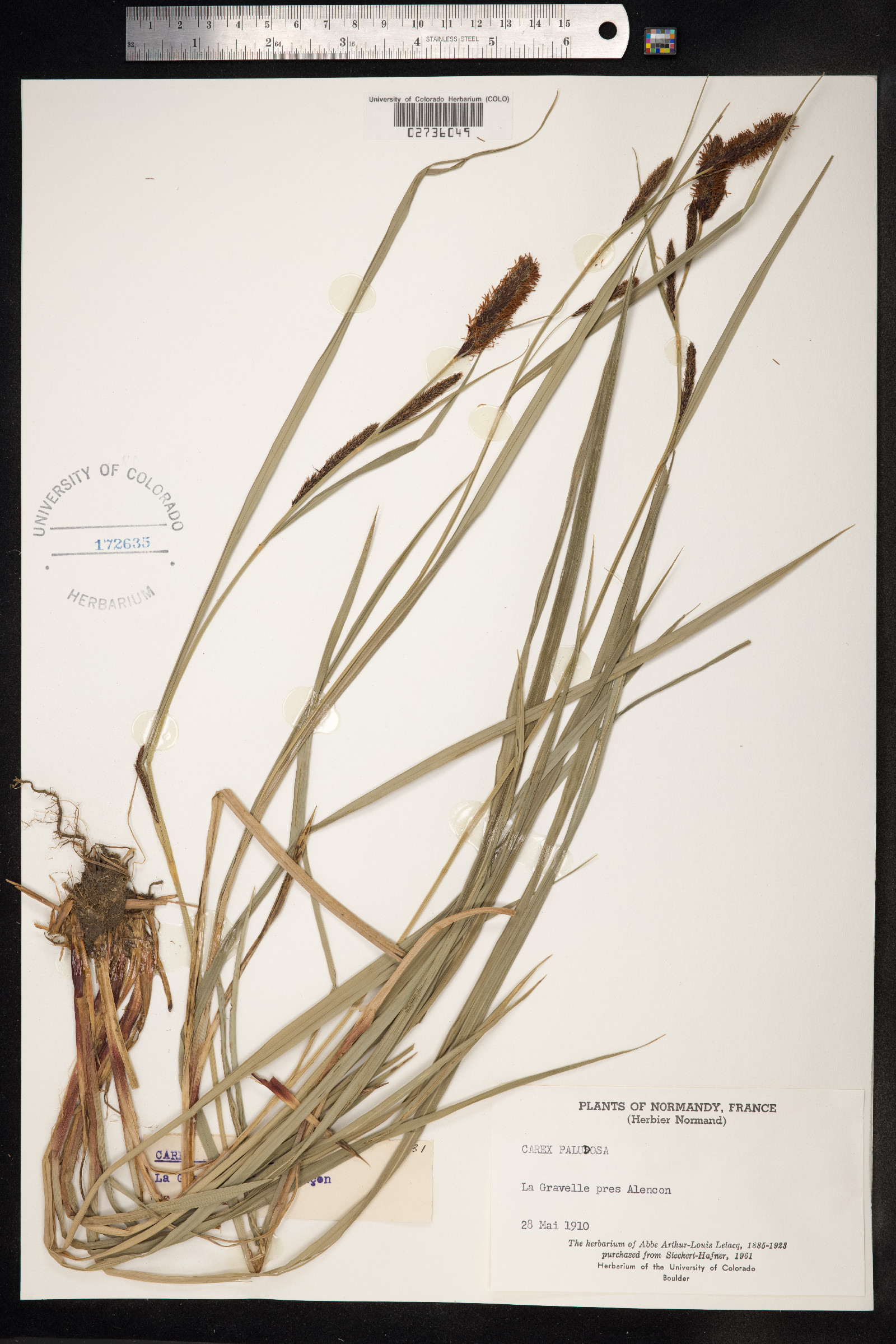 Carex acutiformis image