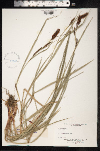 Carex acutiformis image