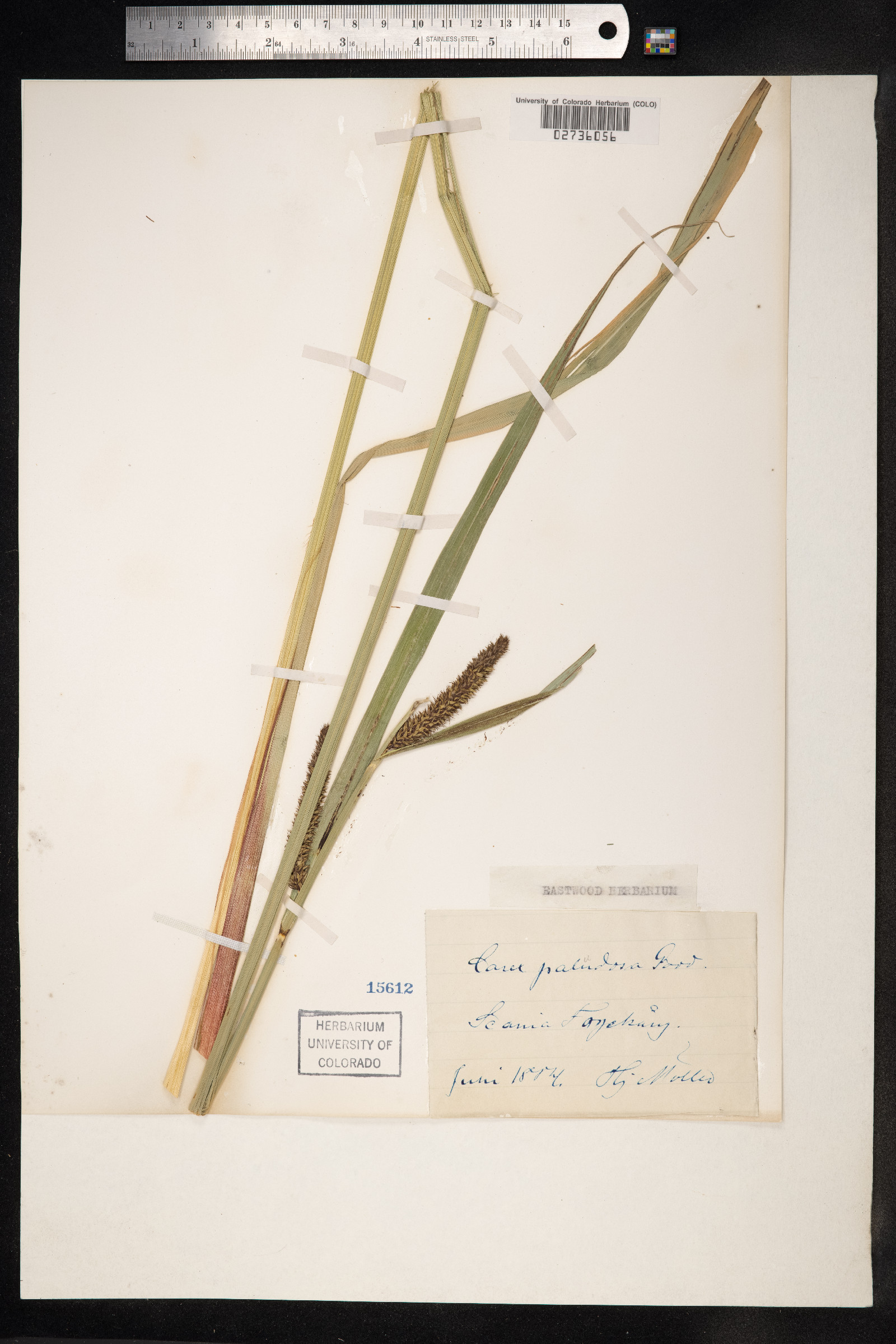 Carex acutiformis image