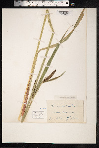 Carex acutiformis image