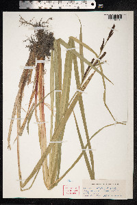 Carex acutiformis image