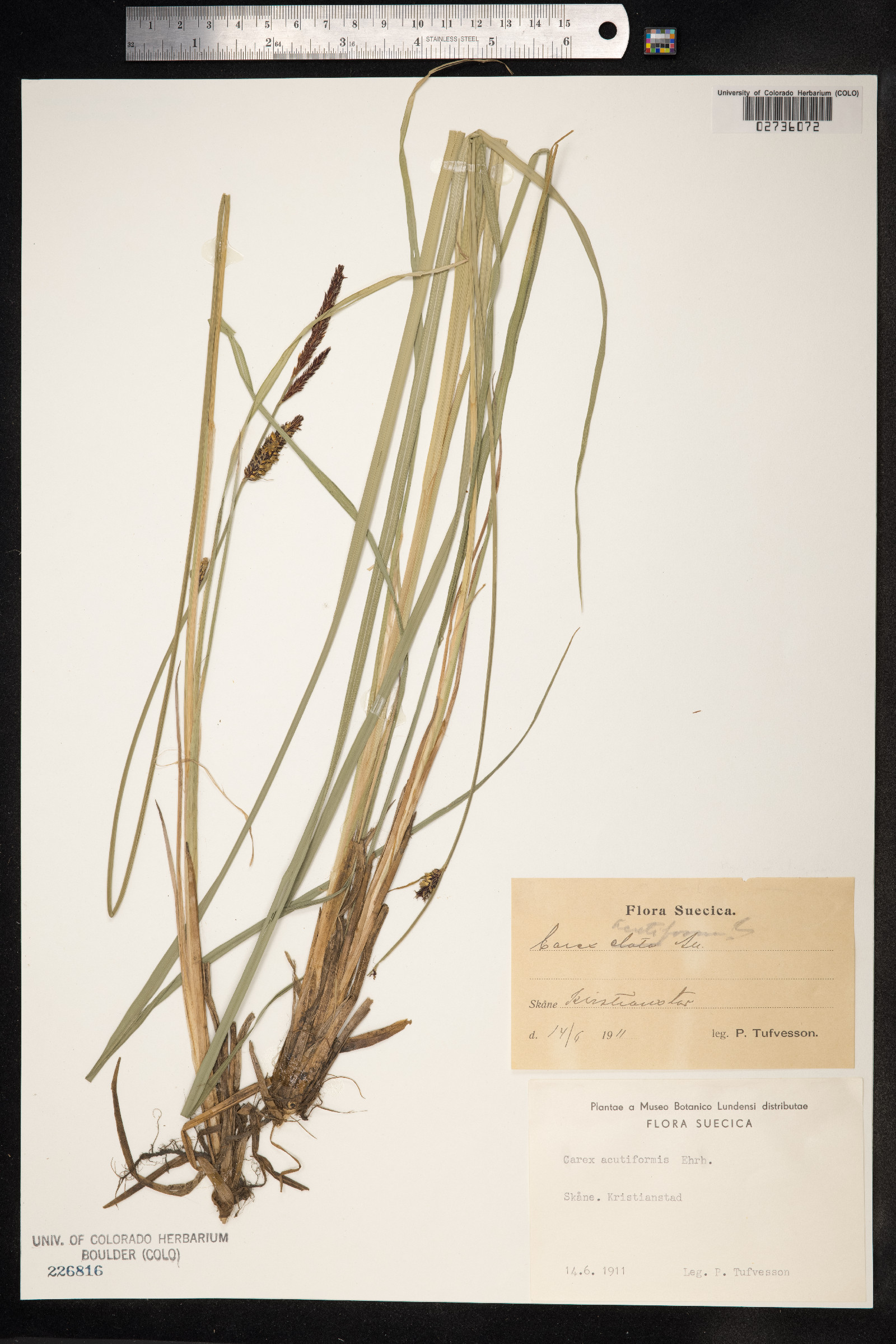 Carex acutiformis image