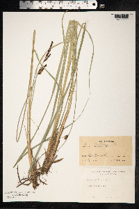 Carex acutiformis image