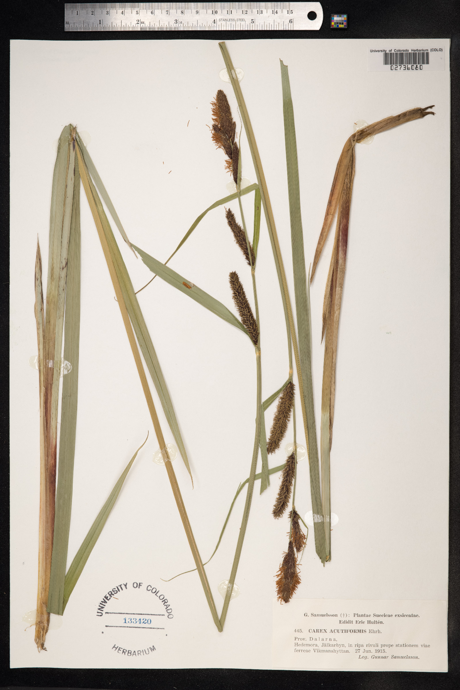 Carex acutiformis image