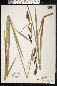 Carex acutiformis image