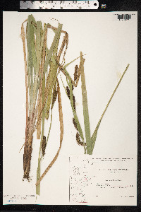 Carex acutiformis image