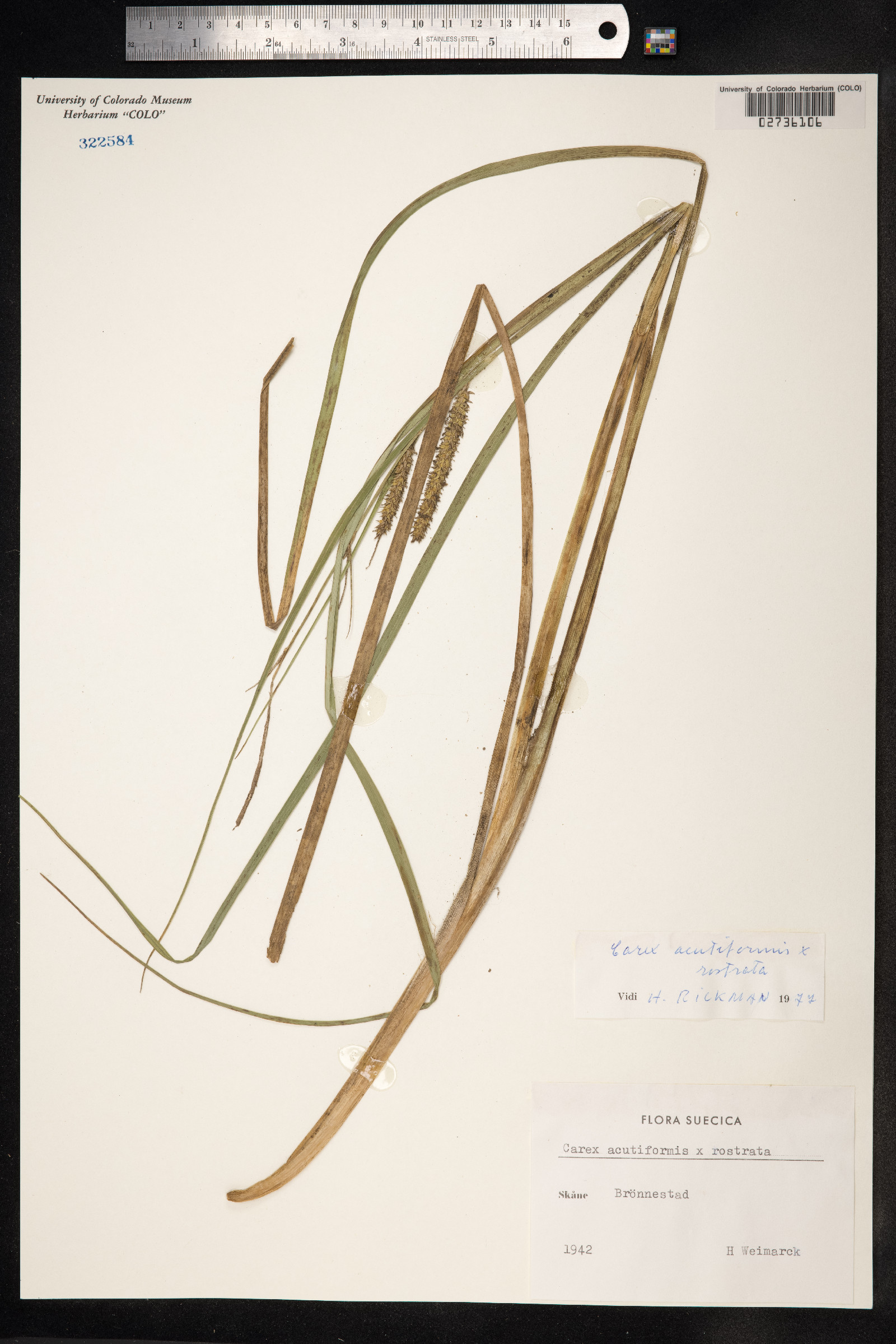 Carex acutiformis image