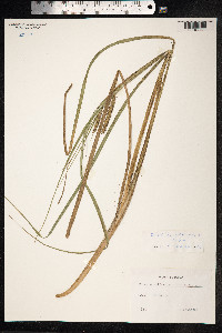 Carex acutiformis image