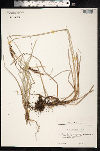 Carex acutiformis image