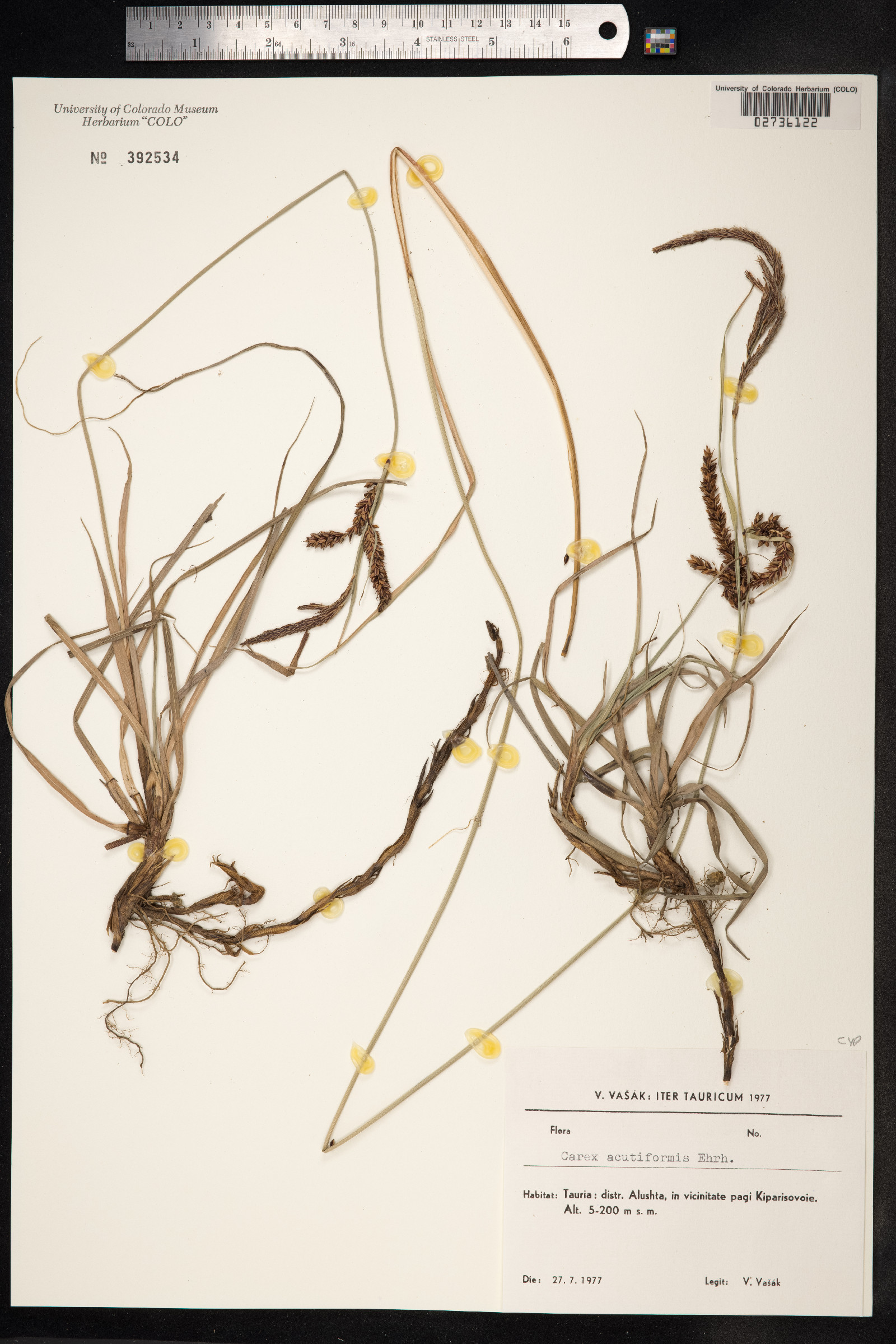 Carex acutiformis image