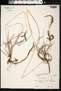 Carex acutiformis image