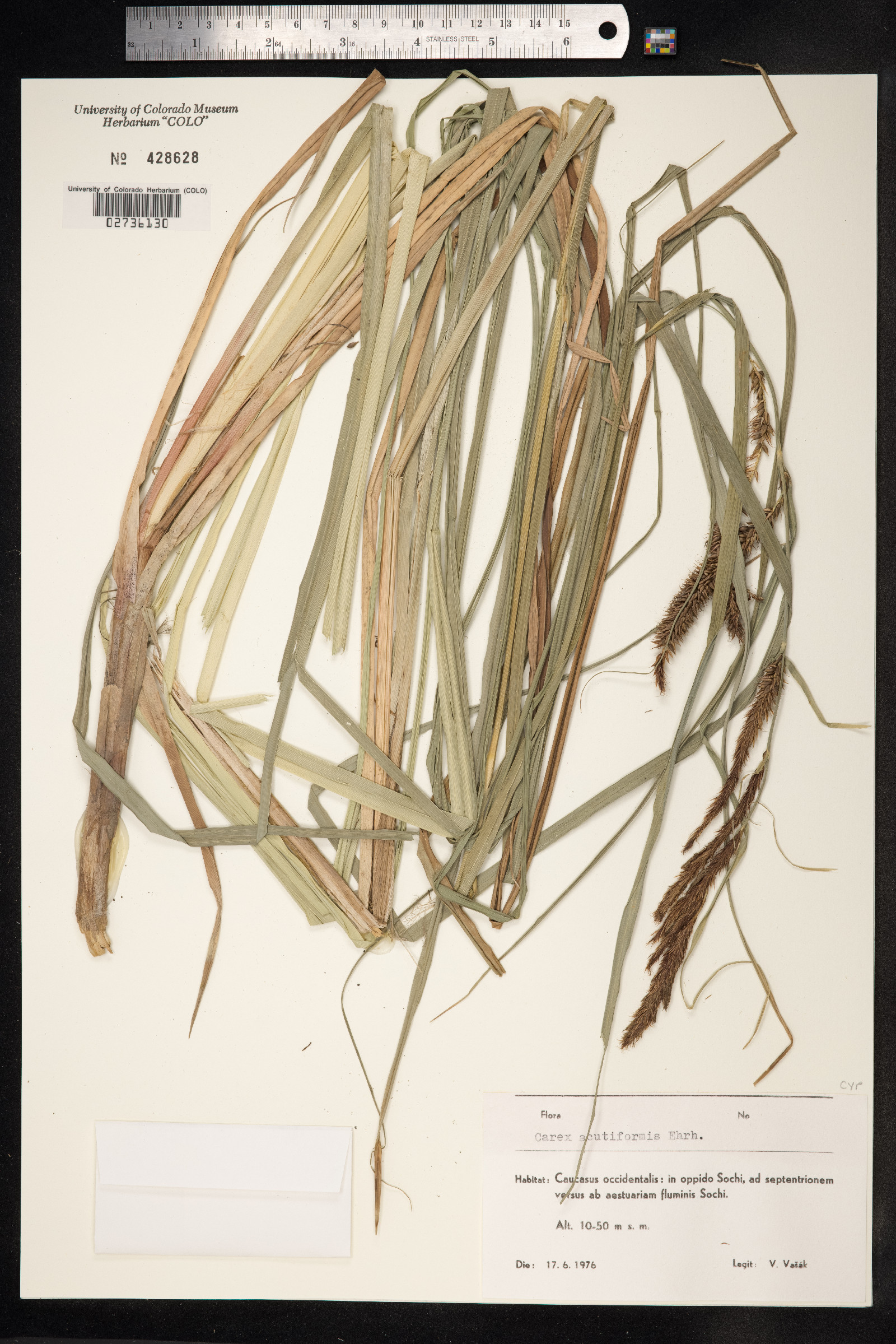 Carex acutiformis image