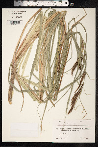 Carex acutiformis image