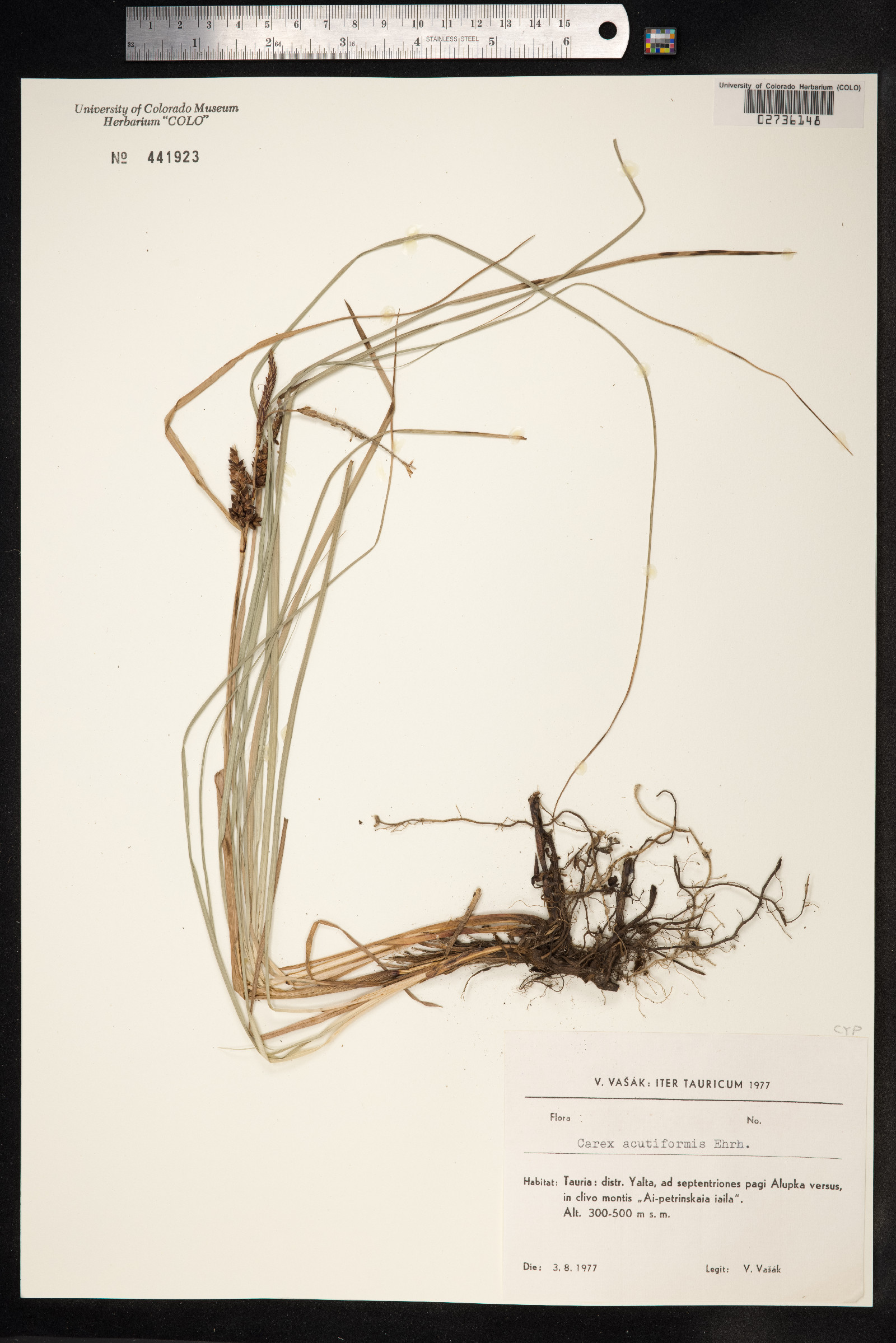 Carex acutiformis image