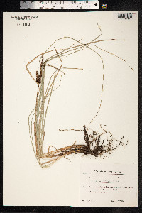 Carex acutiformis image
