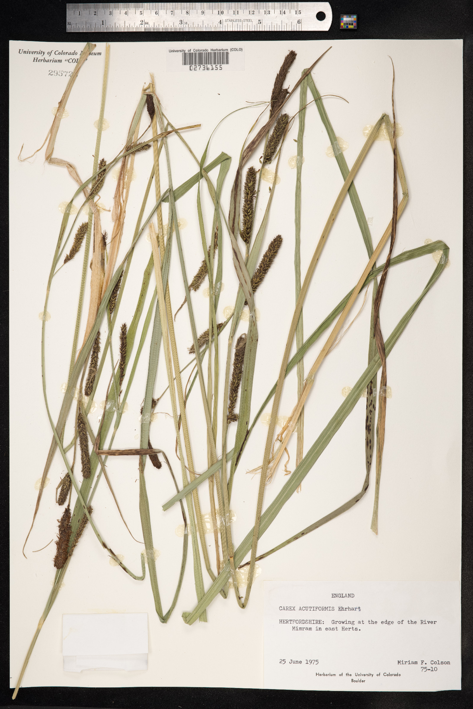 Carex acutiformis image