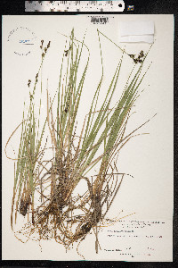 Carex adelostoma image
