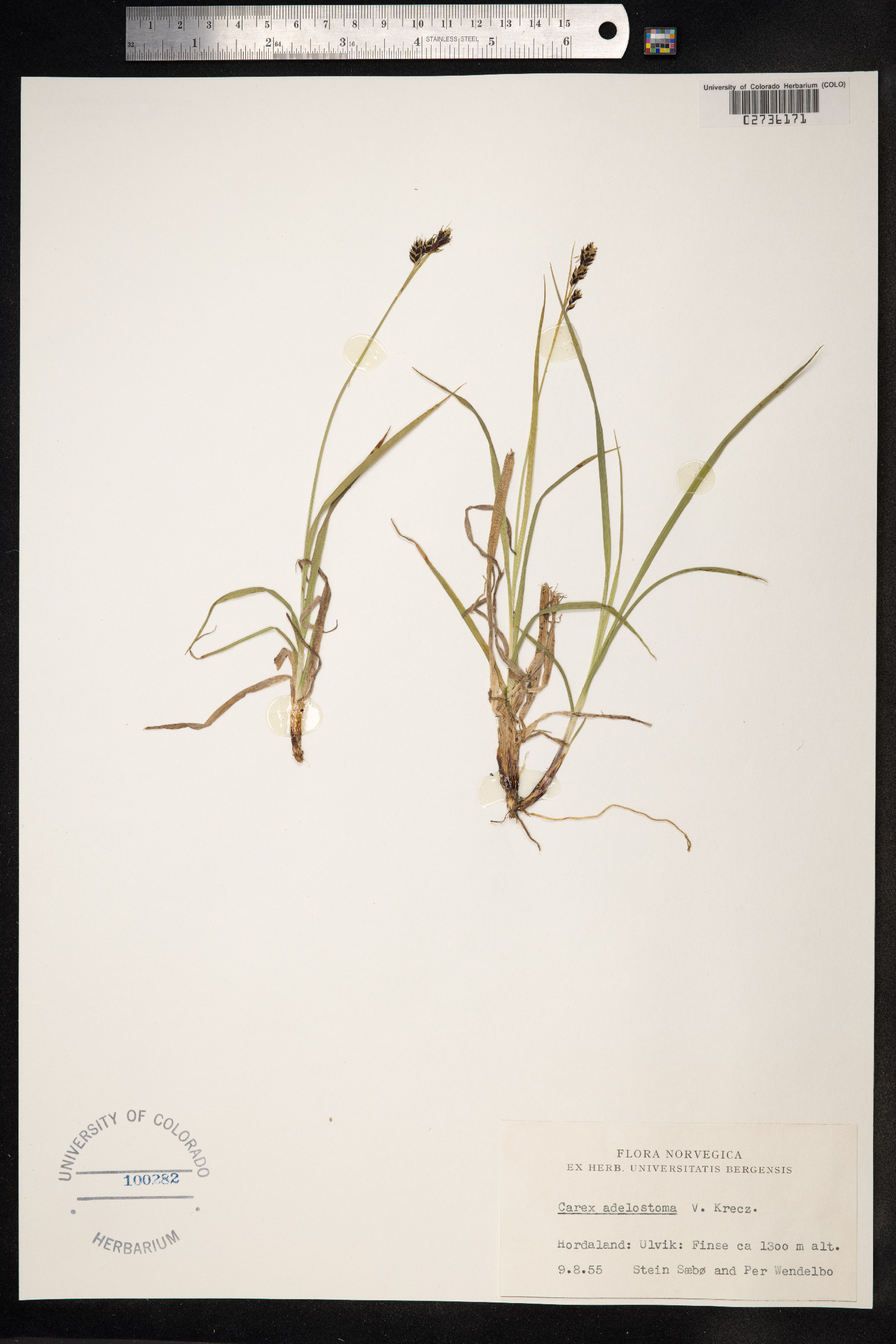 Carex adelostoma image