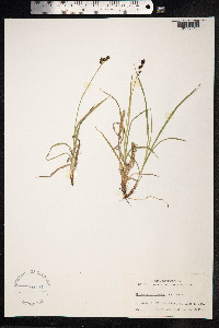 Carex adelostoma image