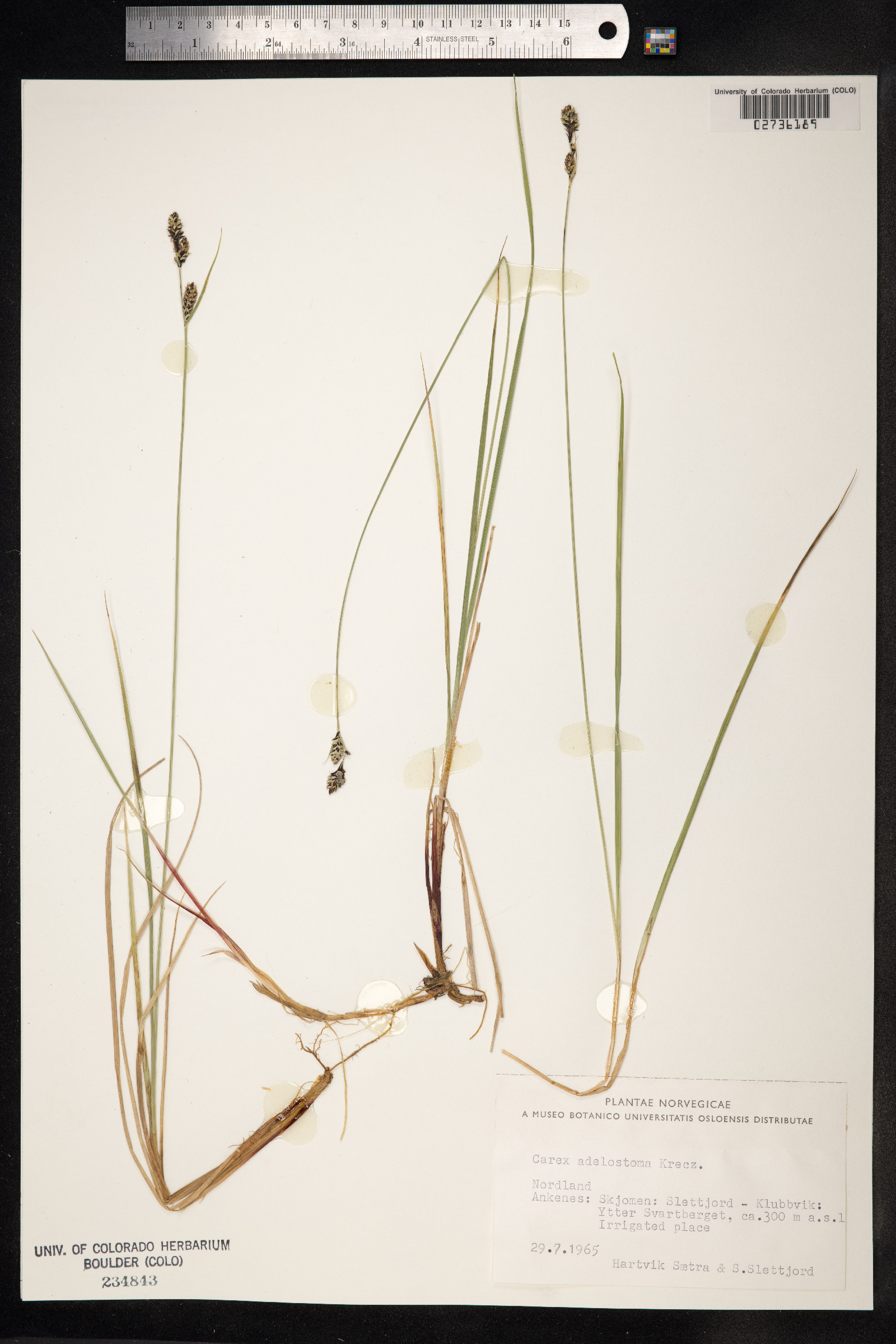 Carex adelostoma image