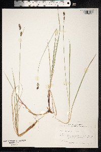 Carex adelostoma image
