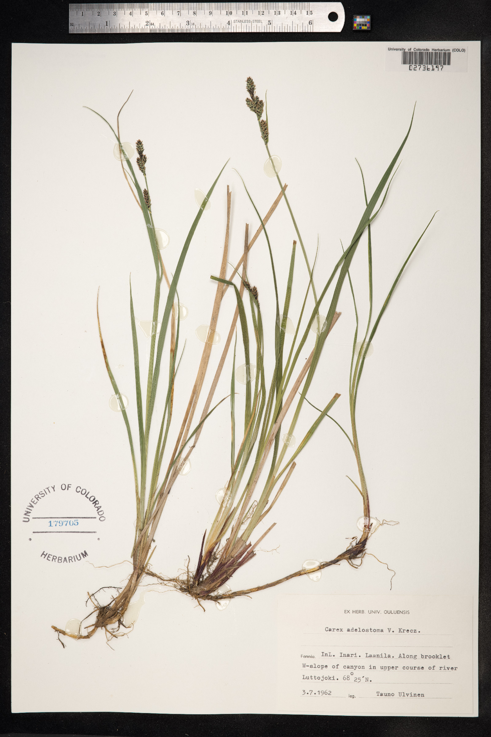 Carex adelostoma image