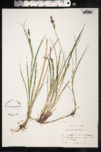 Carex adelostoma image