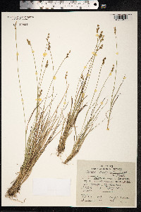 Carex echinata ssp. echinata image