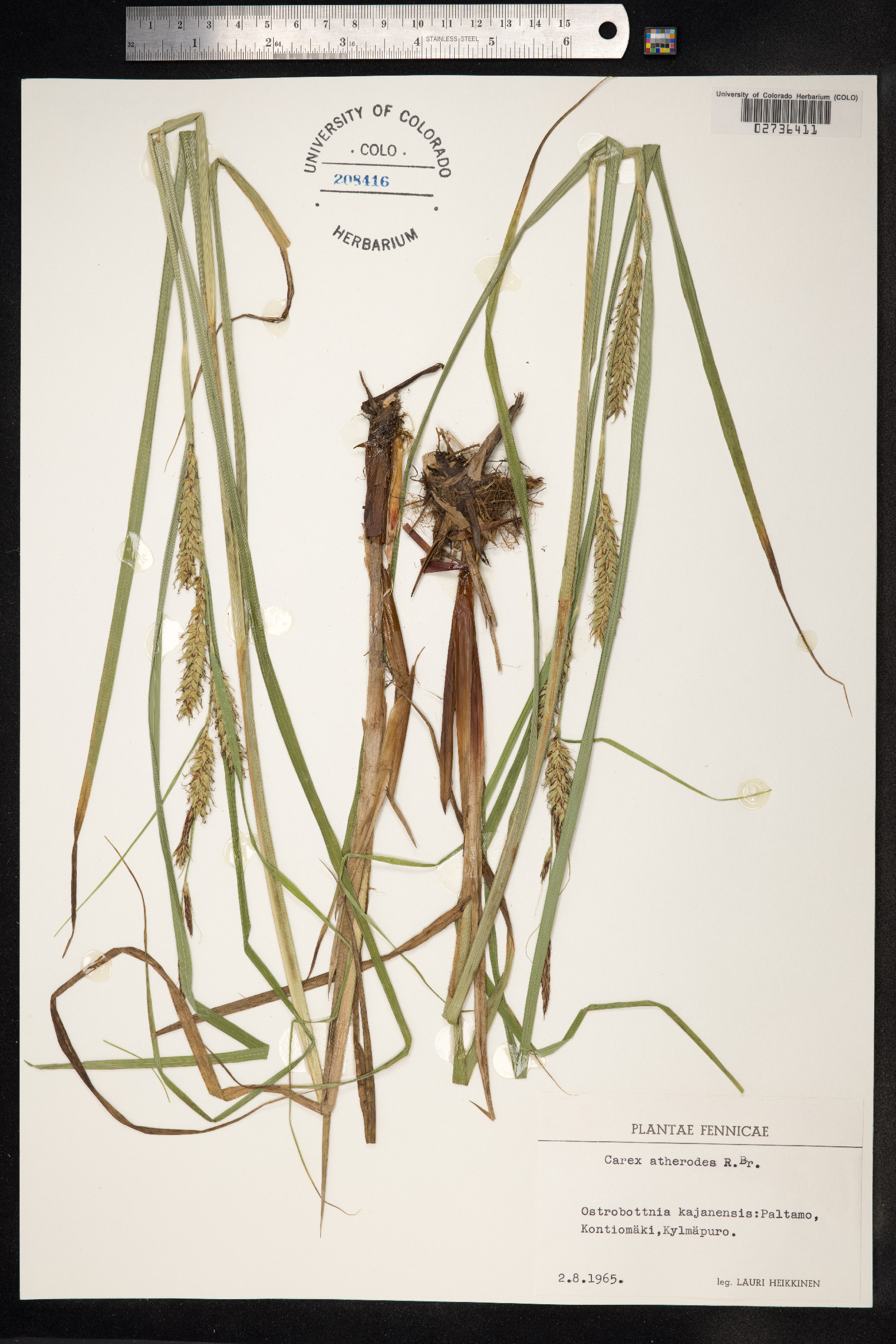 Carex atherodes image