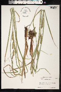 Carex atherodes image