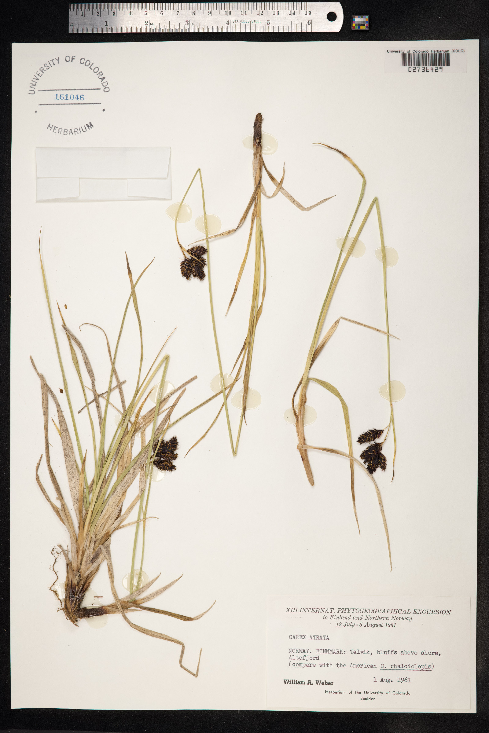 Carex atrata image