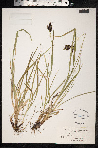 Carex atrata image
