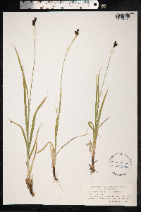 Carex atrata image
