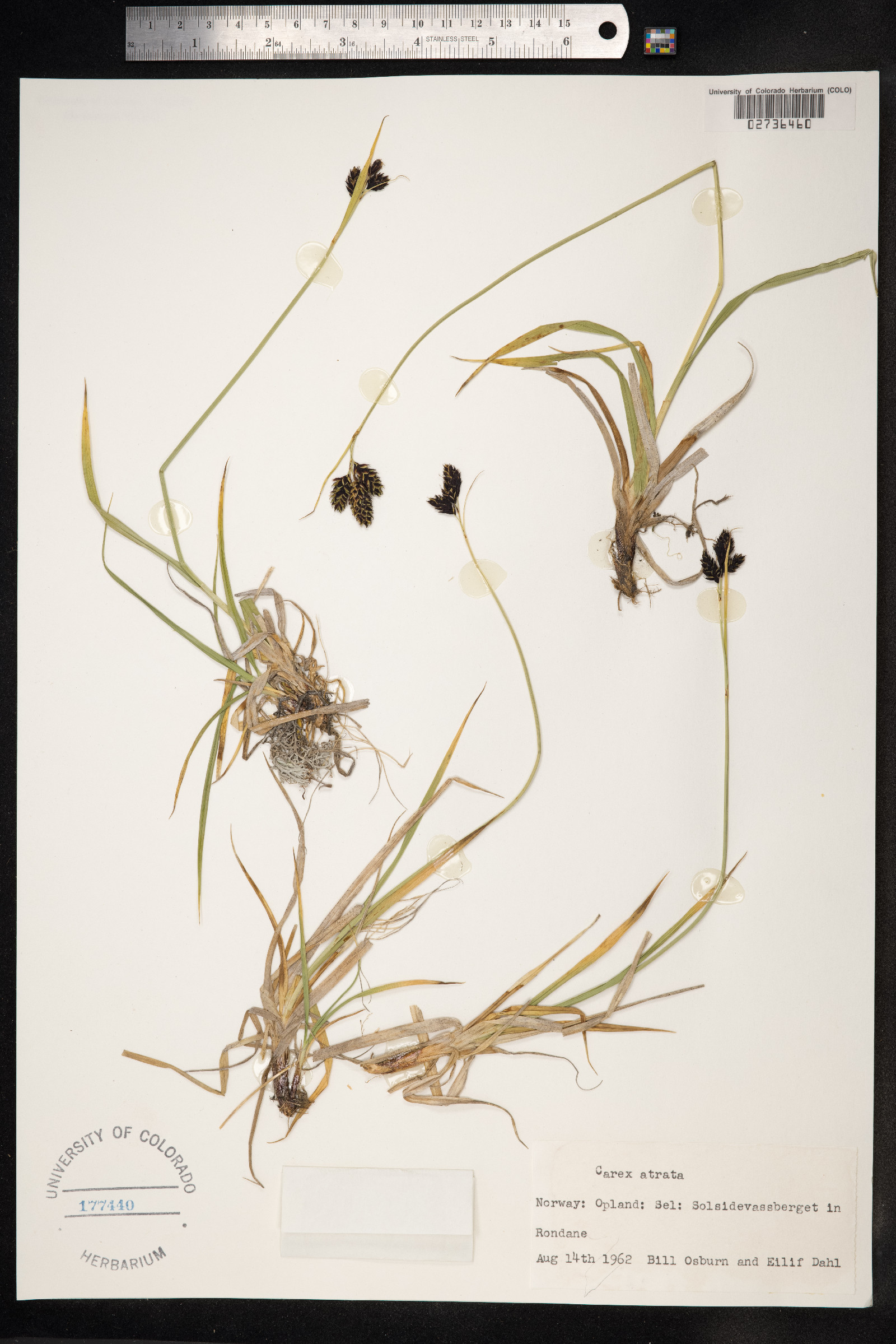 Carex atrata image