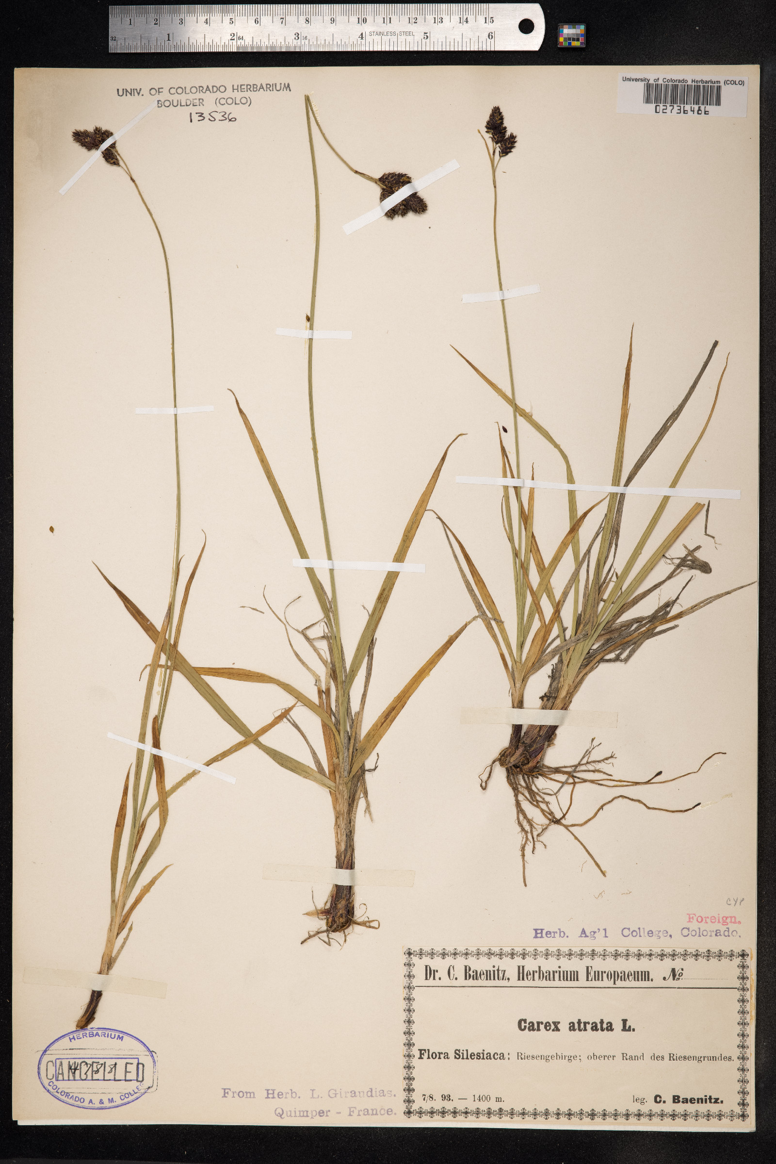 Carex atrata image