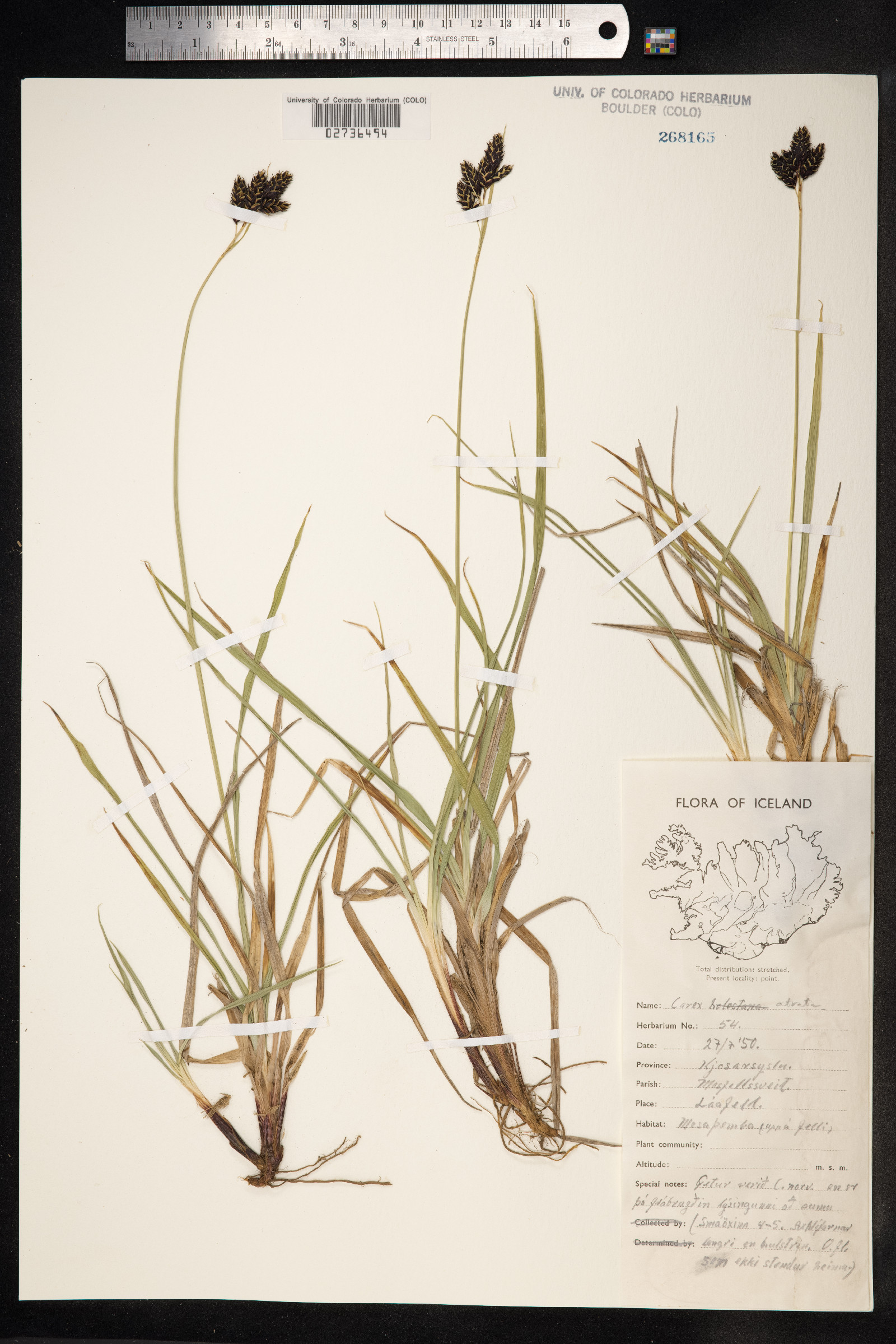 Carex atrata image