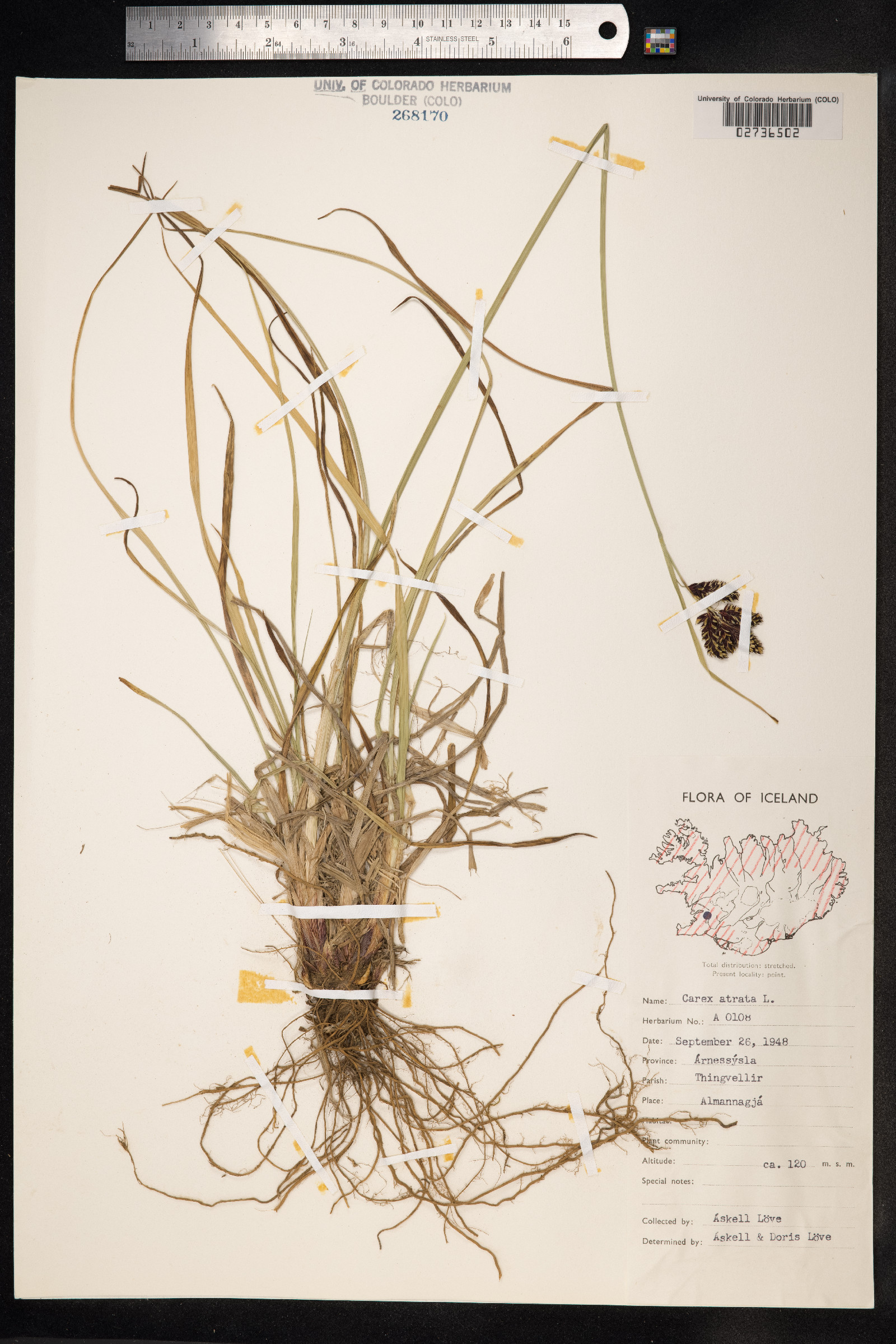 Carex atrata image