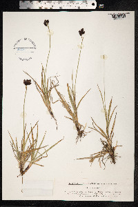 Carex atrata image