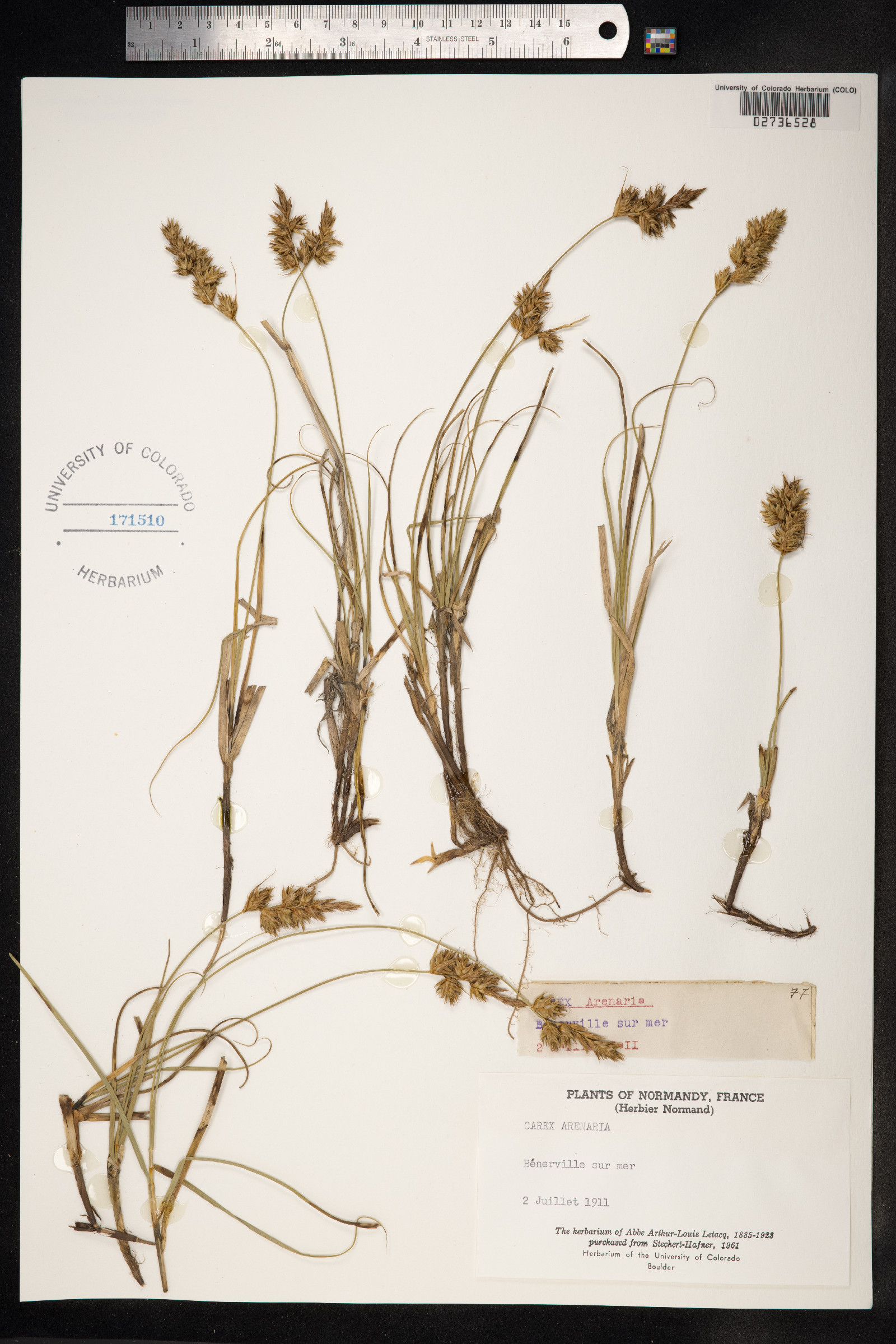 Carex arenaria image