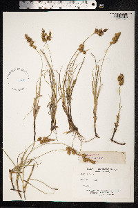 Carex arenaria image