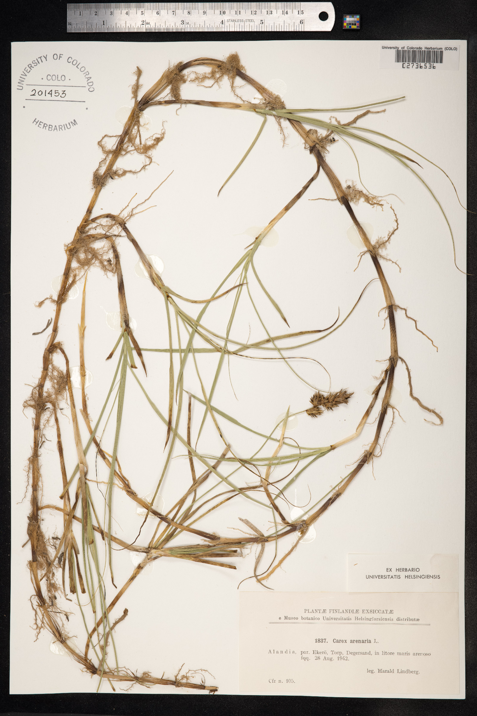 Carex arenaria image