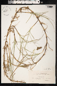 Carex arenaria image