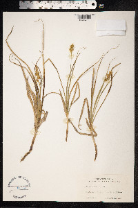 Carex arenaria image