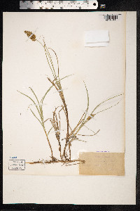 Carex arenaria image