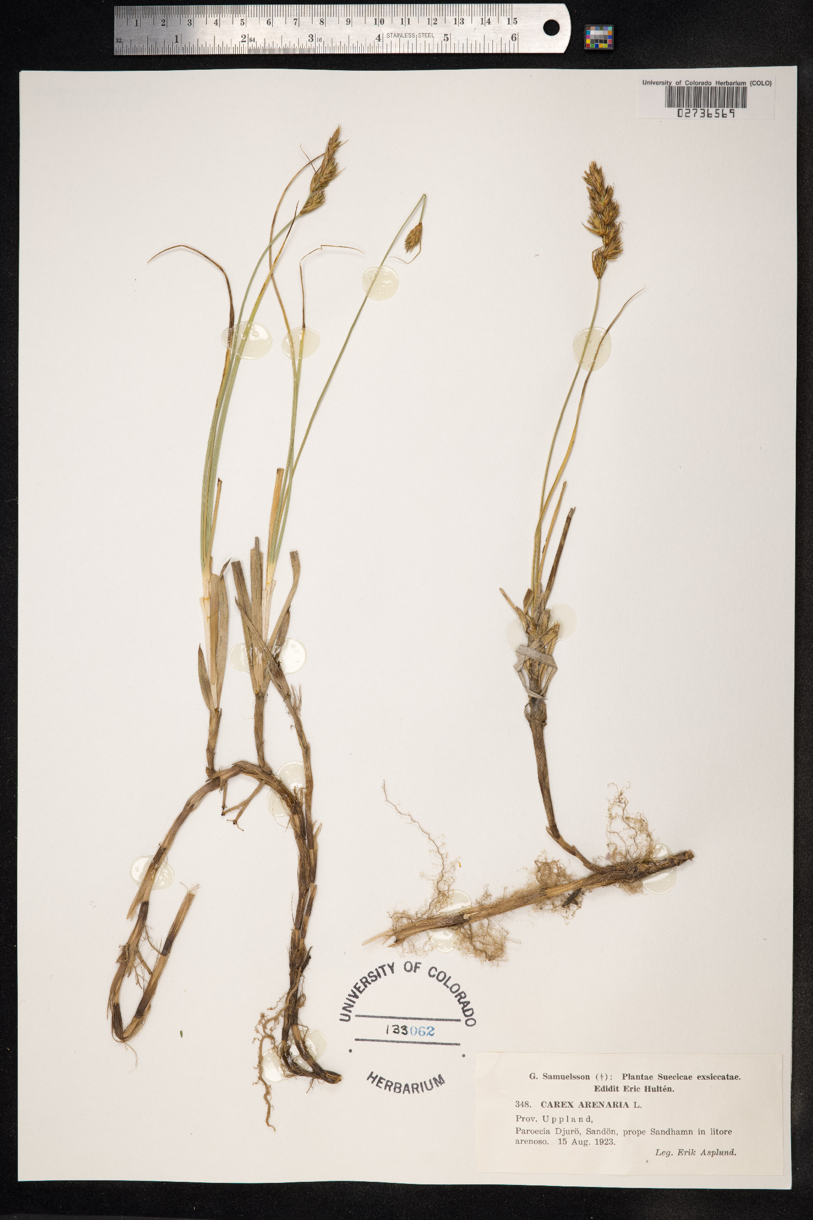 Carex arenaria image