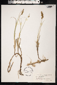 Carex arenaria image