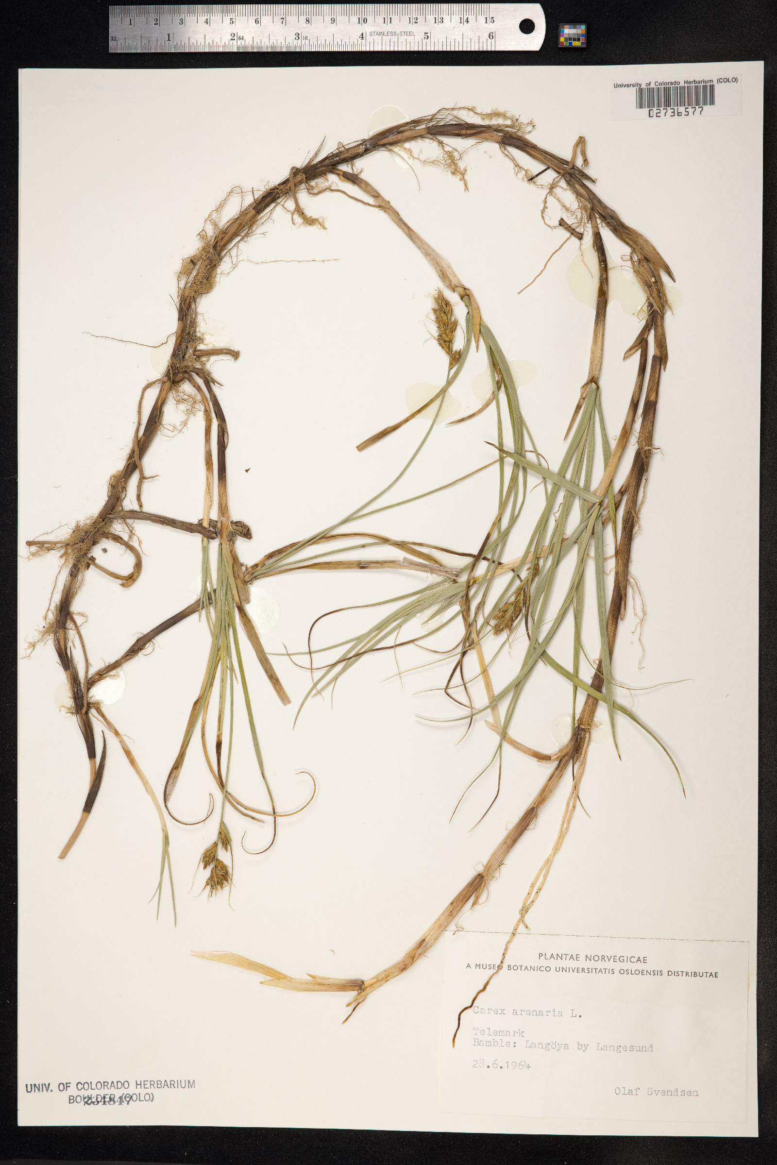 Carex arenaria image