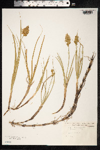 Carex arenaria image