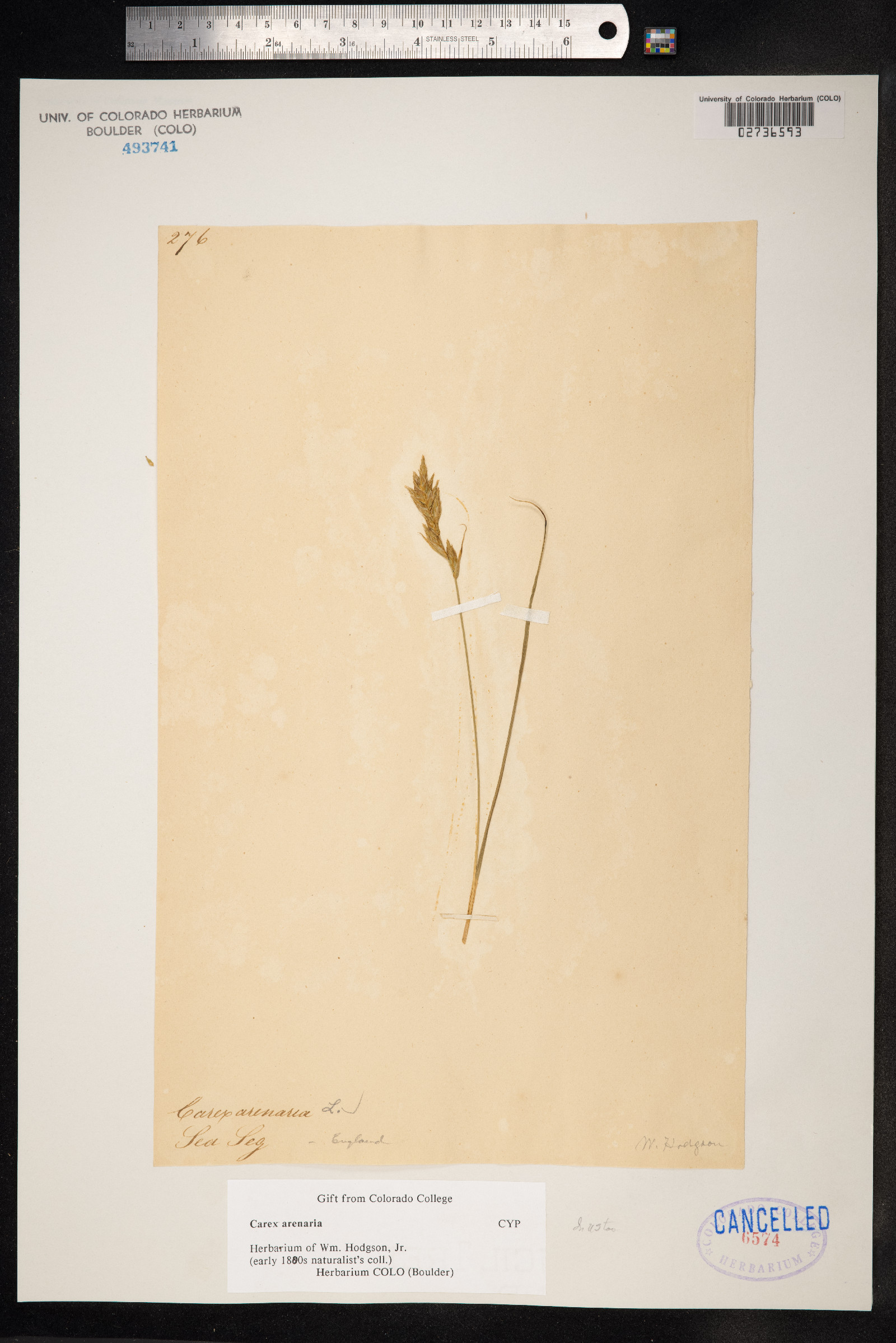 Carex arenaria image